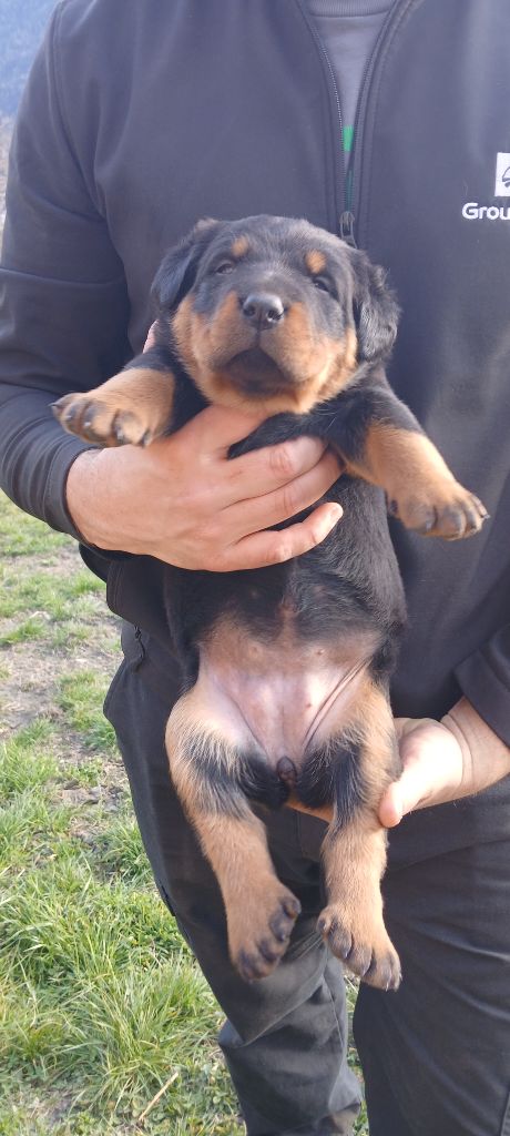 De La Ferme De Roselend - Chiots disponibles - Berger de Beauce